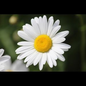 Meet your Posher, Skylar